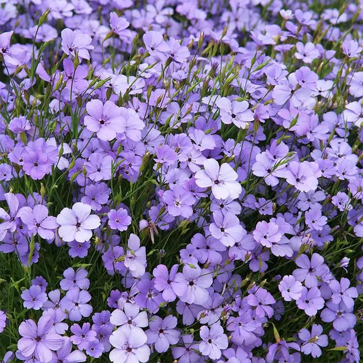 Blue Oculata Flower Seeds for Planting - NON GMO Seeds Dhara Seeds