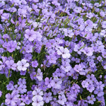 Blue Oculata Flower Seeds for Planting - NON GMO Seeds Dhara Seeds