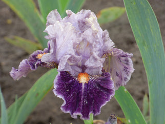 Grandescent Intermediate Iris