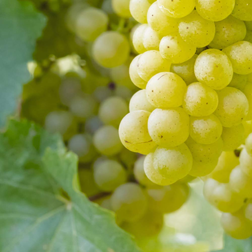 Cluster of young, green grape fruit forming on the Vitis vinifera vine
