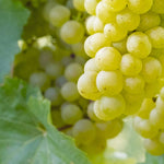 Cluster of young, green grape fruit forming on the Vitis vinifera vine