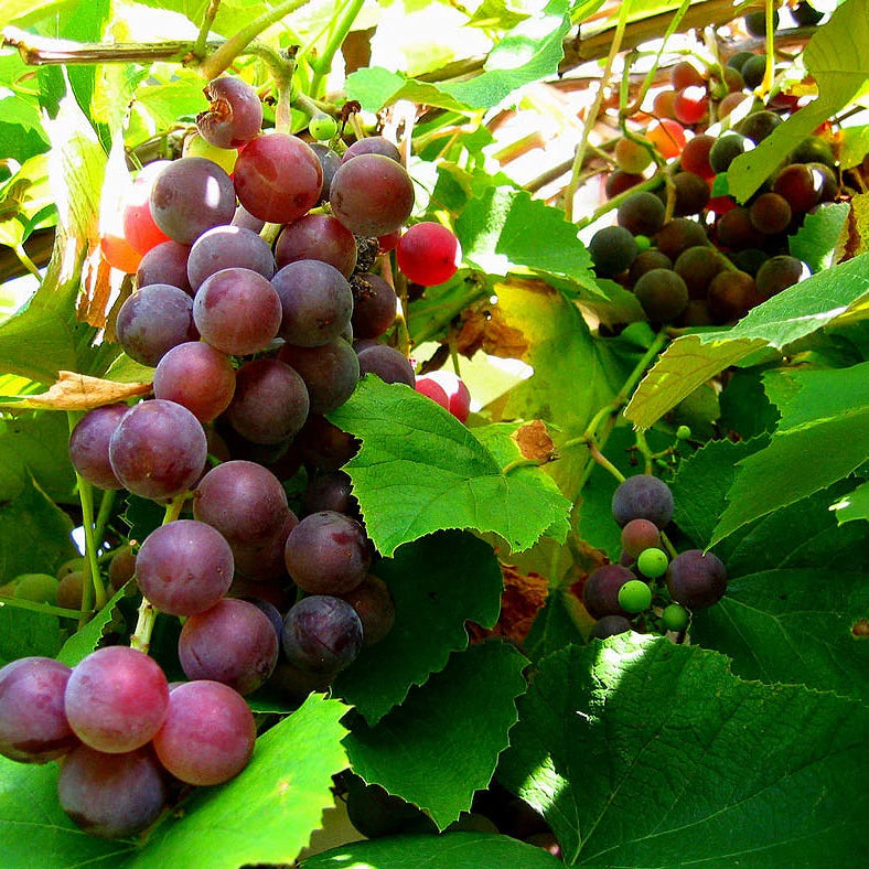 Clusters of edible grapes in mixed colors (red and green) on the vine