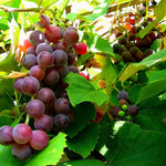 Clusters of edible grapes in mixed colors (red and green) on the vine