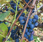 Small grape seedlings growing in a tray after cold stratification