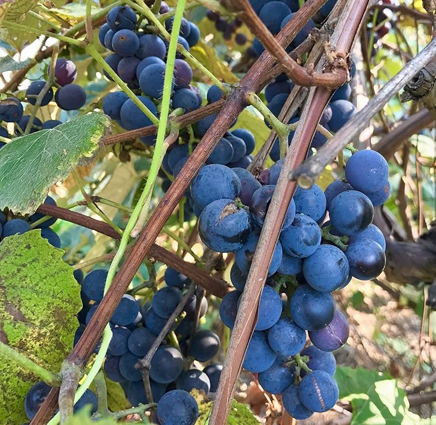 Small grape seedlings growing in a tray after cold stratification