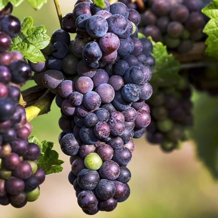 Small grape seedlings growing in a starter pot after cold stratification