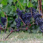 Close-up of Grape seeds in moist medium ready for cold stratification