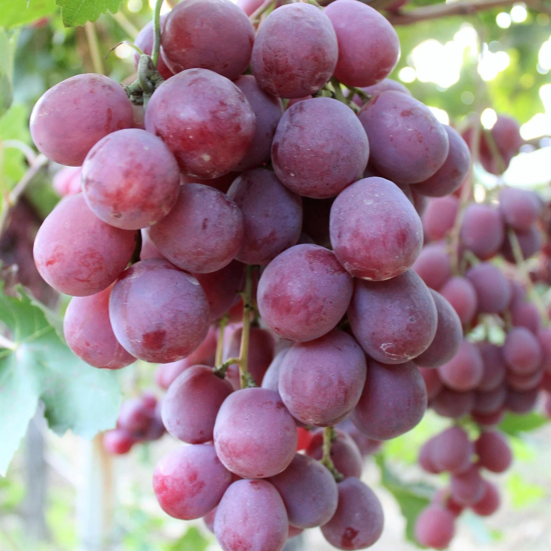 Detailed grape vine leaf, showing healthy perennial growth, garden supplies