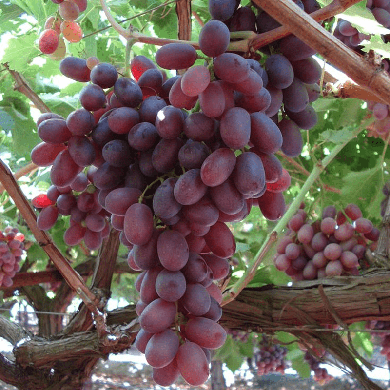 Mature grapevine perennial covering a large wooden trellis in the garden
