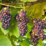 Grape seeds packet Non-GMO for edible garden planting