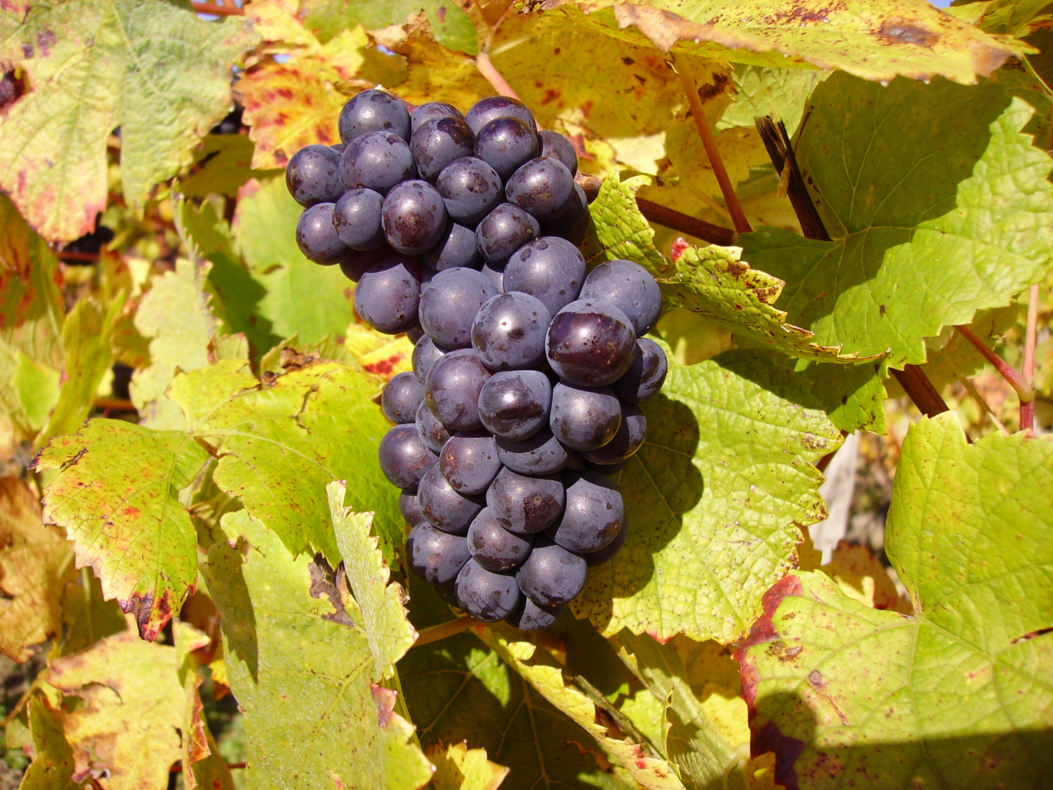 Pinot Noir Grape (Vitis vinifera 'Pinot Noir') – Premium Red Wine Grape