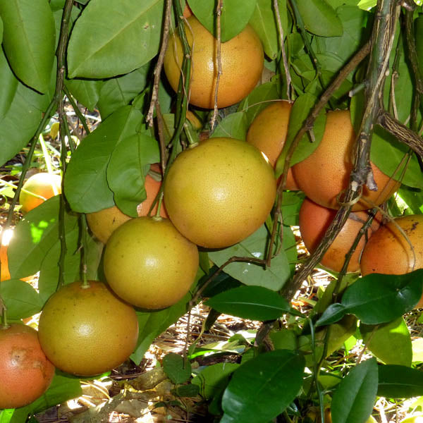 Small grapefruit seedlings growing indoors in a container with bright light