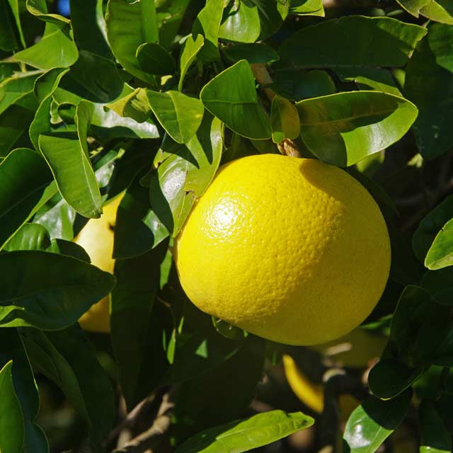 Grapefruit perennial tree with glossy green leaves and fragrant white flowers