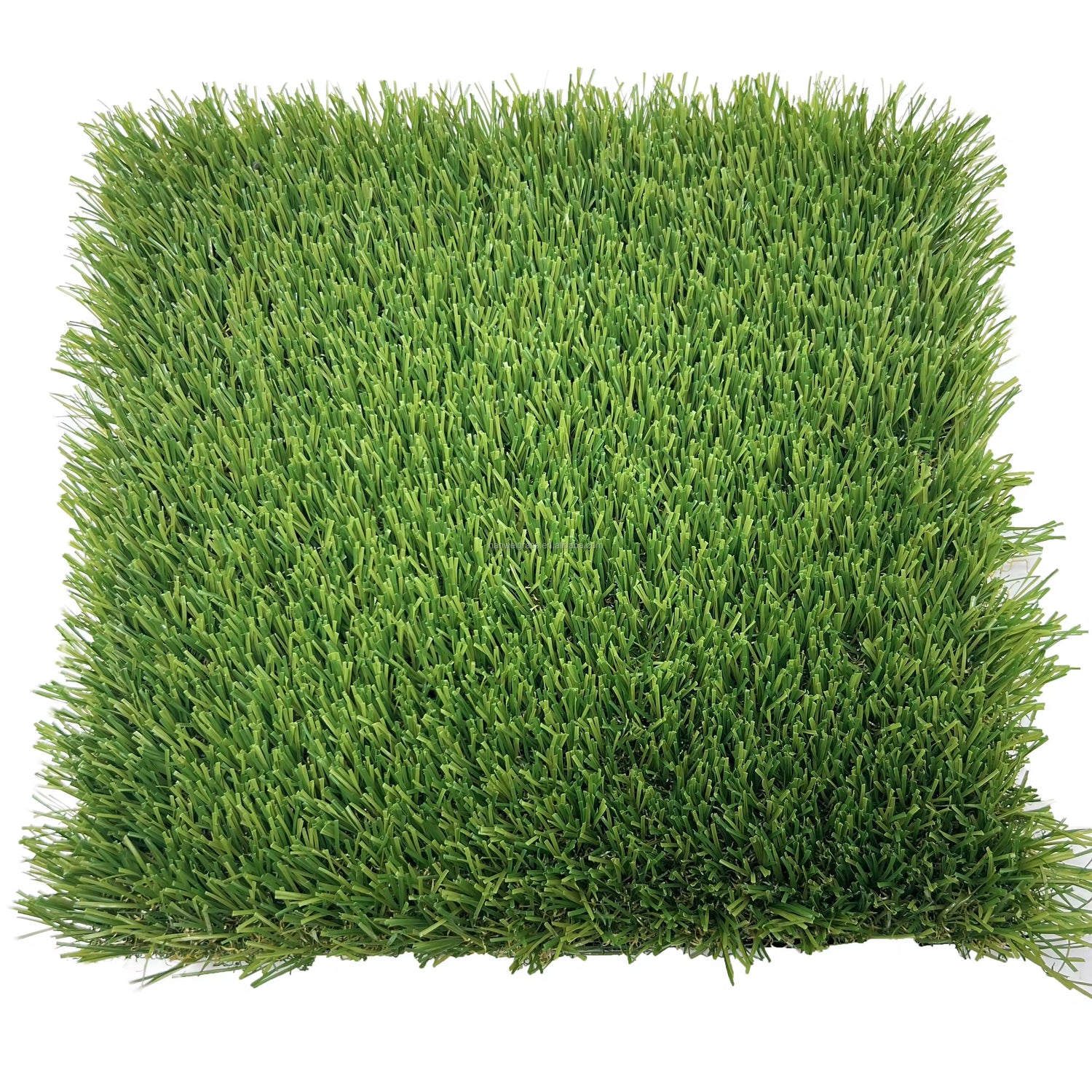 Festuca Arundinacea Grass Seeds_packet_durable lawn