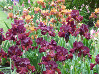 Grateful Red Tall Bearded Iris