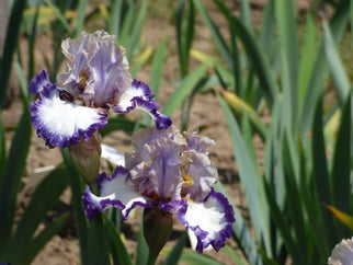 Grays Peak Tall Bearded Iris