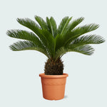 Green Sago Palm plant seeds, ornamental Cycad for warm-climate gardens