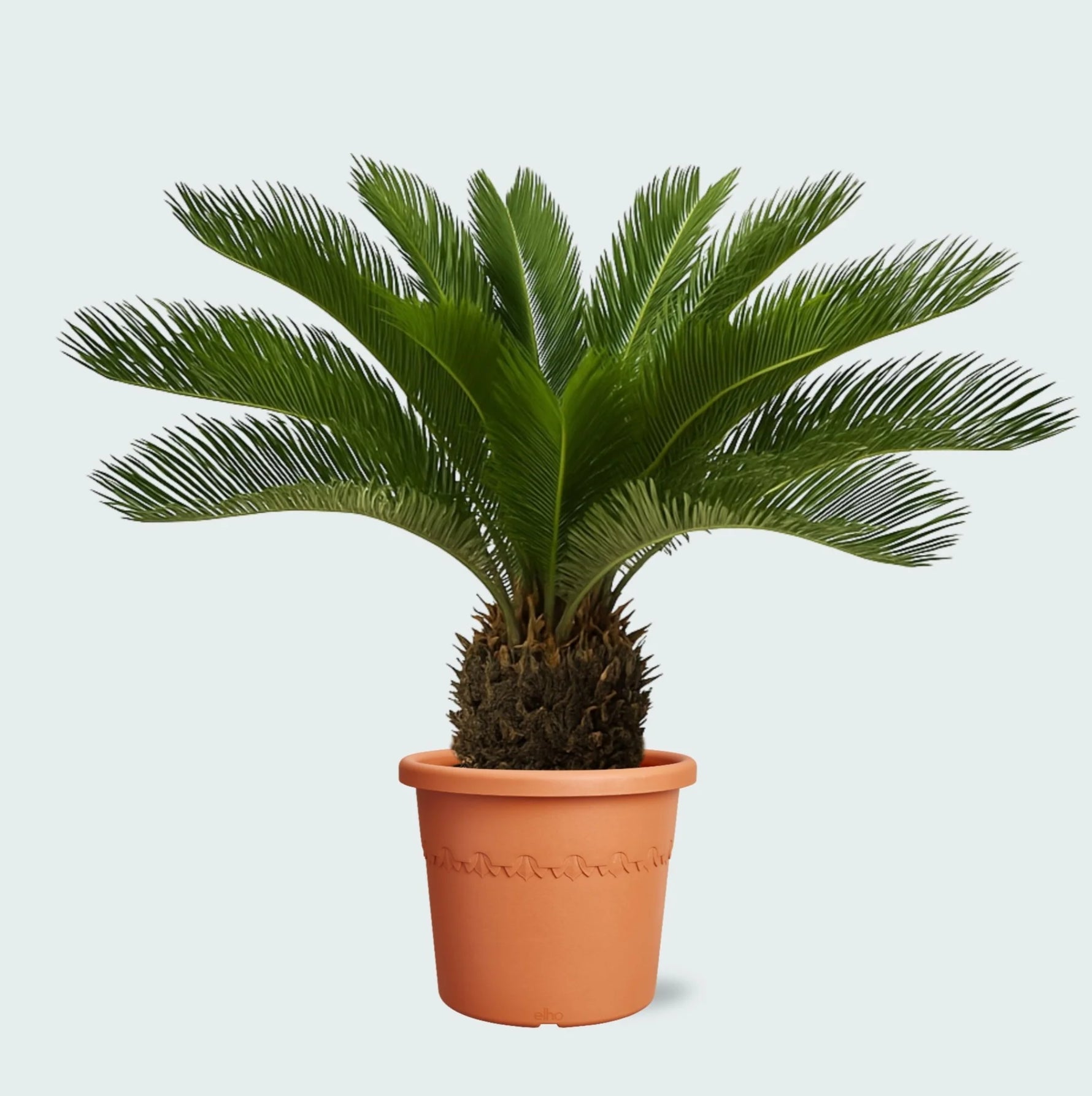 Green Sago Palm plant seeds, ornamental Cycad for warm-climate gardens