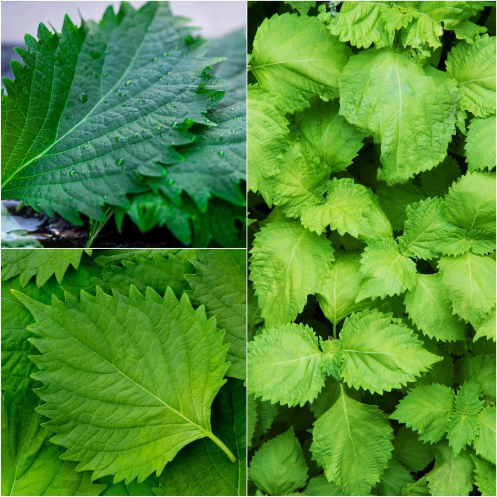 Green Shiso seeds, Perilla frutescens Asian herb for authentic cuisine