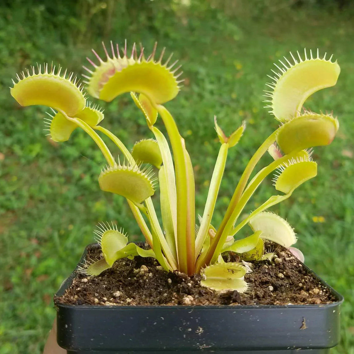 Green Venus Flytrap live plant for natural insect control and unique home décor