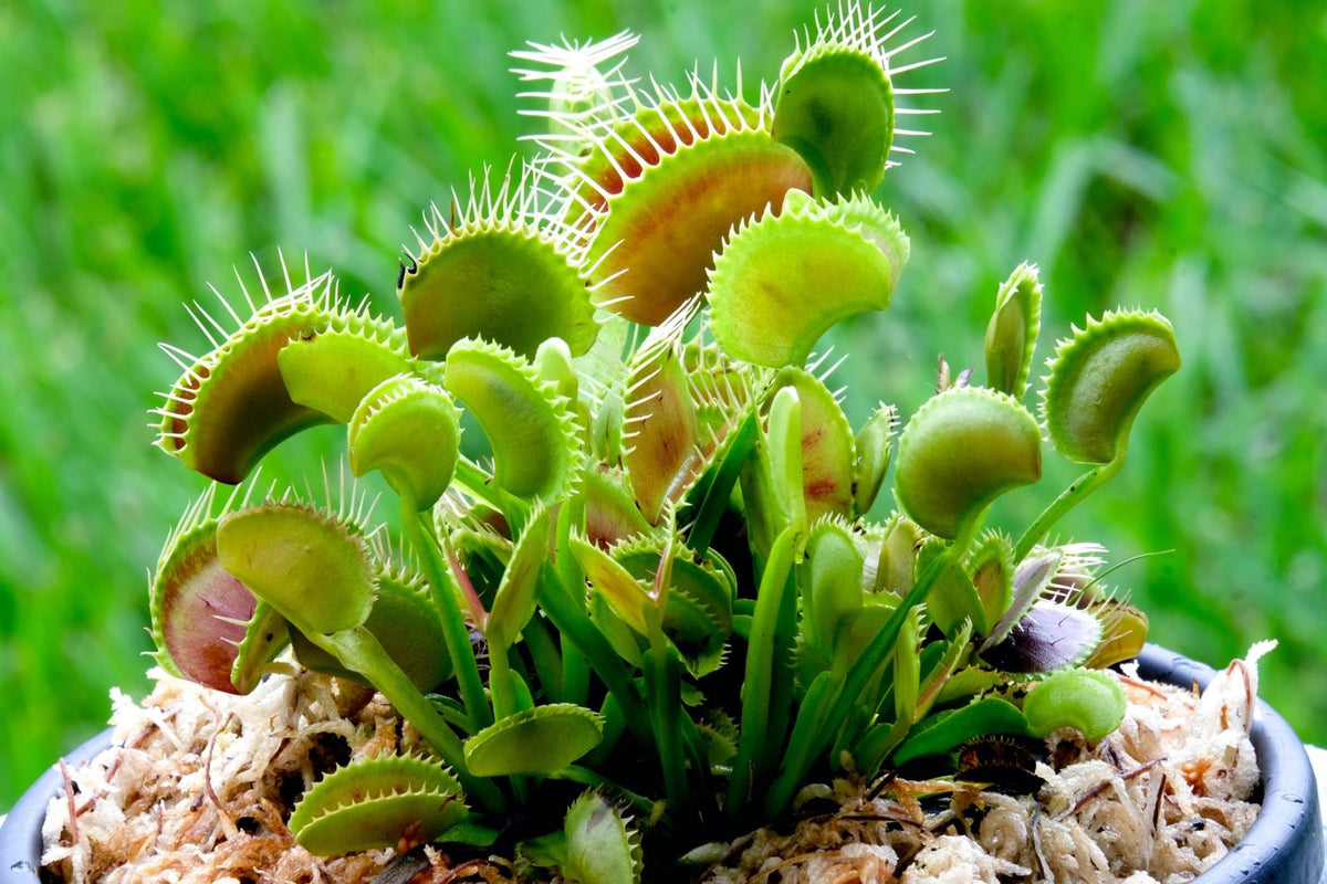 Green Venus Flytrap active traps, live plant for home grown carnivorous collection