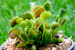 Green Venus Flytrap active traps, live plant for home grown carnivorous collection