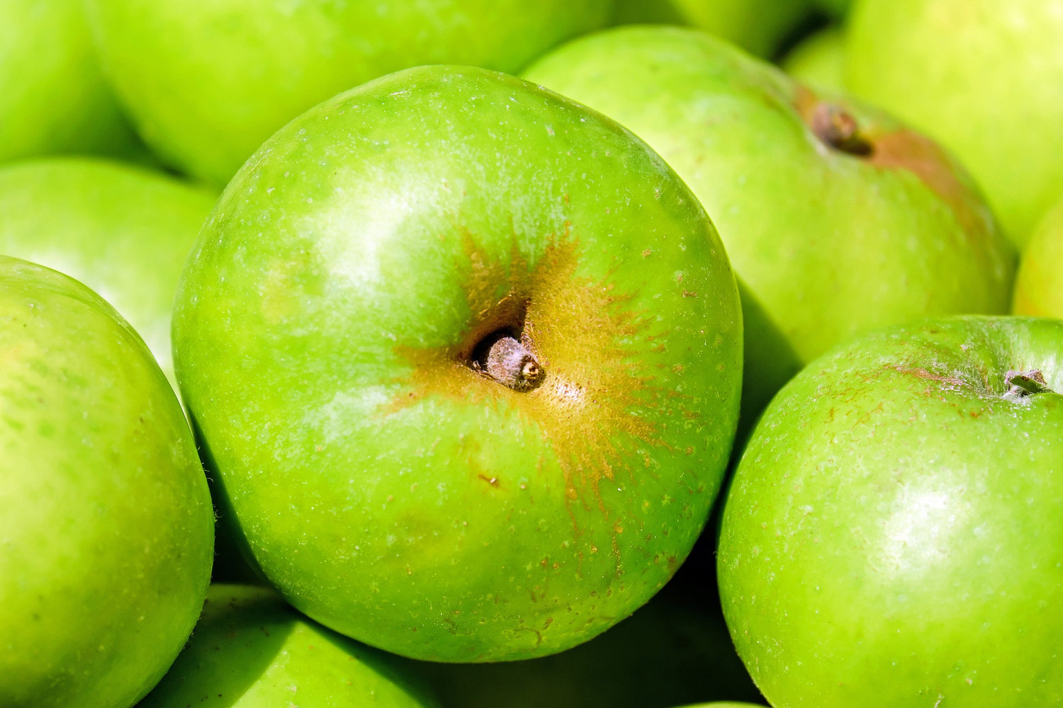 Green Apple (Malus domestica)