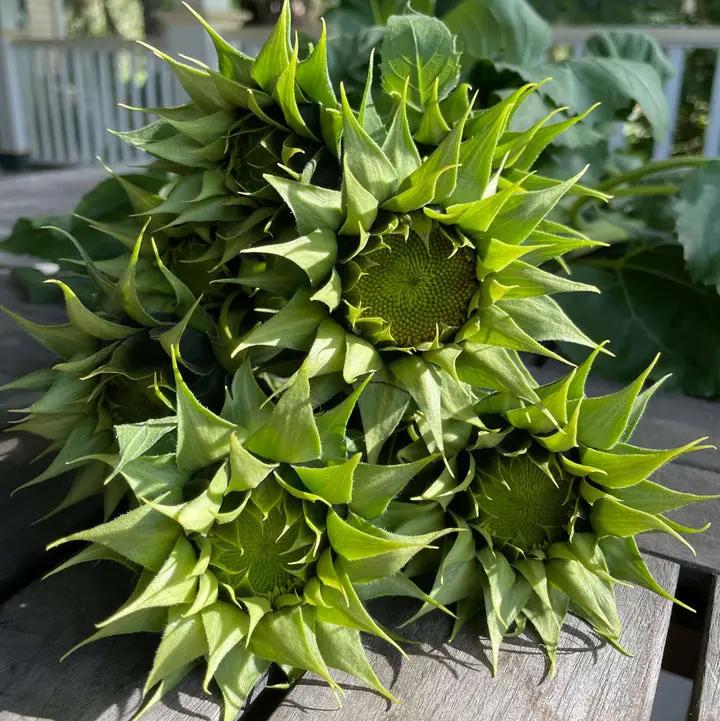 Green Sunflower Seeds for Planting – Grow Unique Sunflowers in Your Garden | Non-GMO & Easy to Grow Dhara Seeds