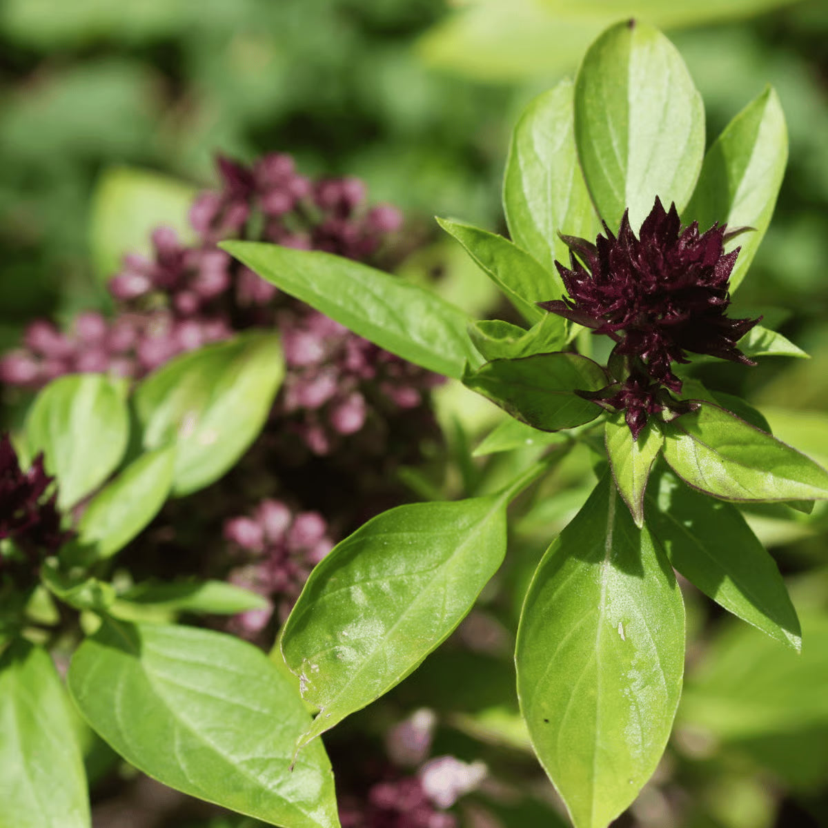 Green Basil plant growing in a container - easy to grow annual herb.