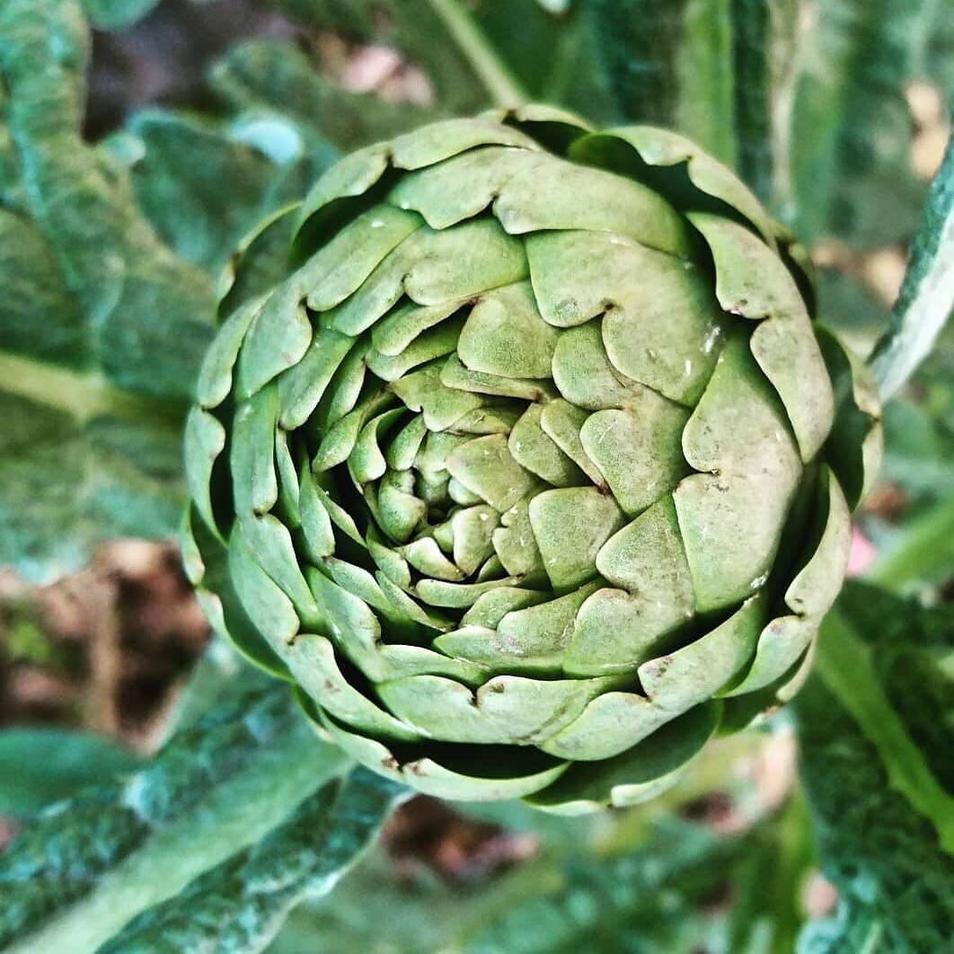 Green Globe Artichoke_Heirloom_buds_vegetable seeds_harvest