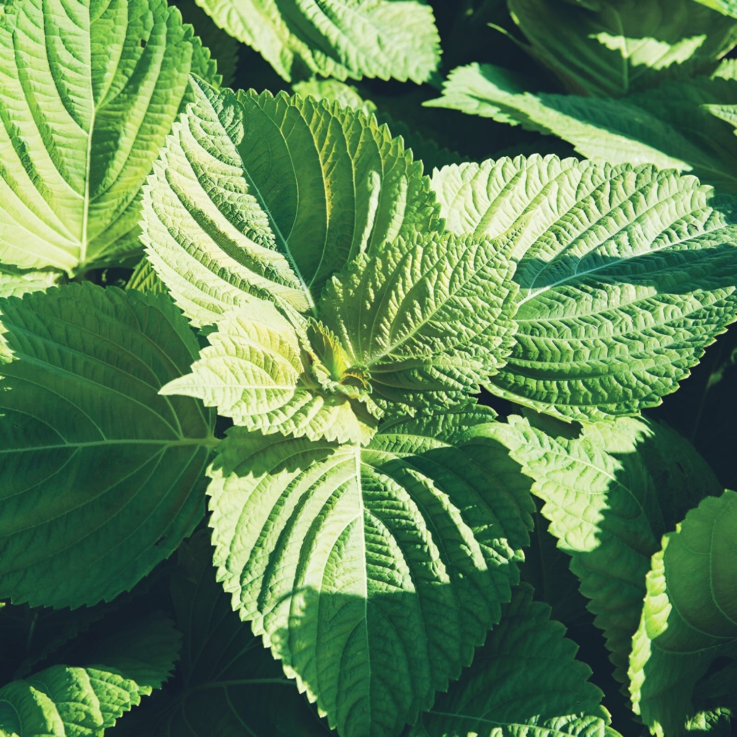 Mature Green Shiso Perilla plant in a kitchen garden bed