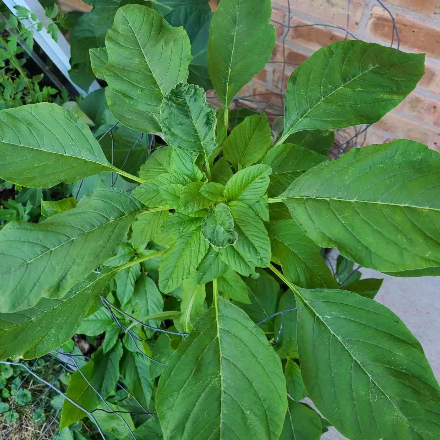 Green Callaloo Vegetable Seeds for Planting