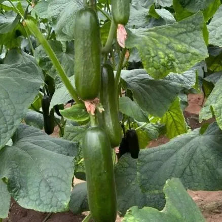 Greenhouse Cucumber Hybrid For Sale heirloom non-gmo organic garden seeds