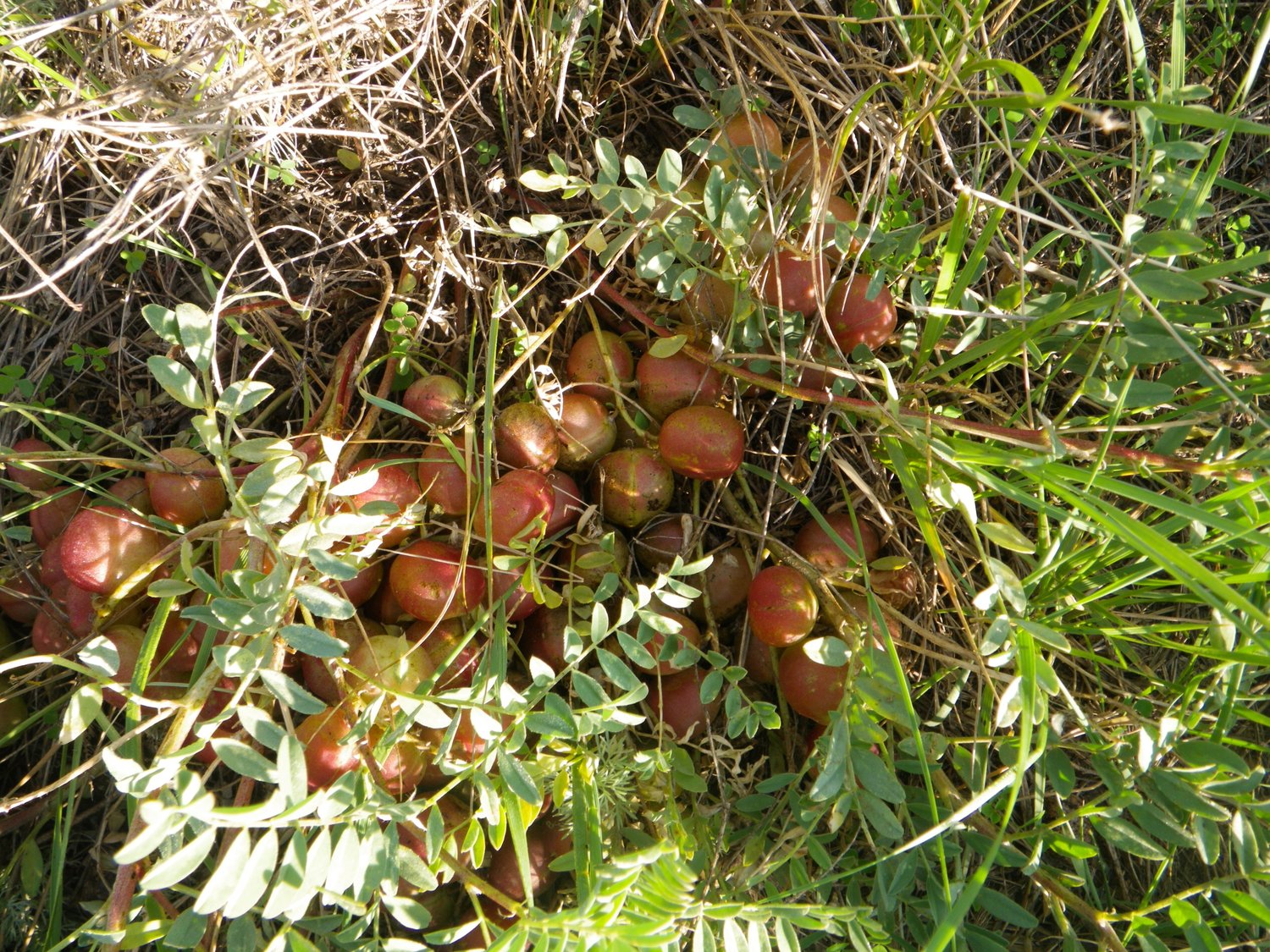 Ground Plum (Astragalus crassicarpus)