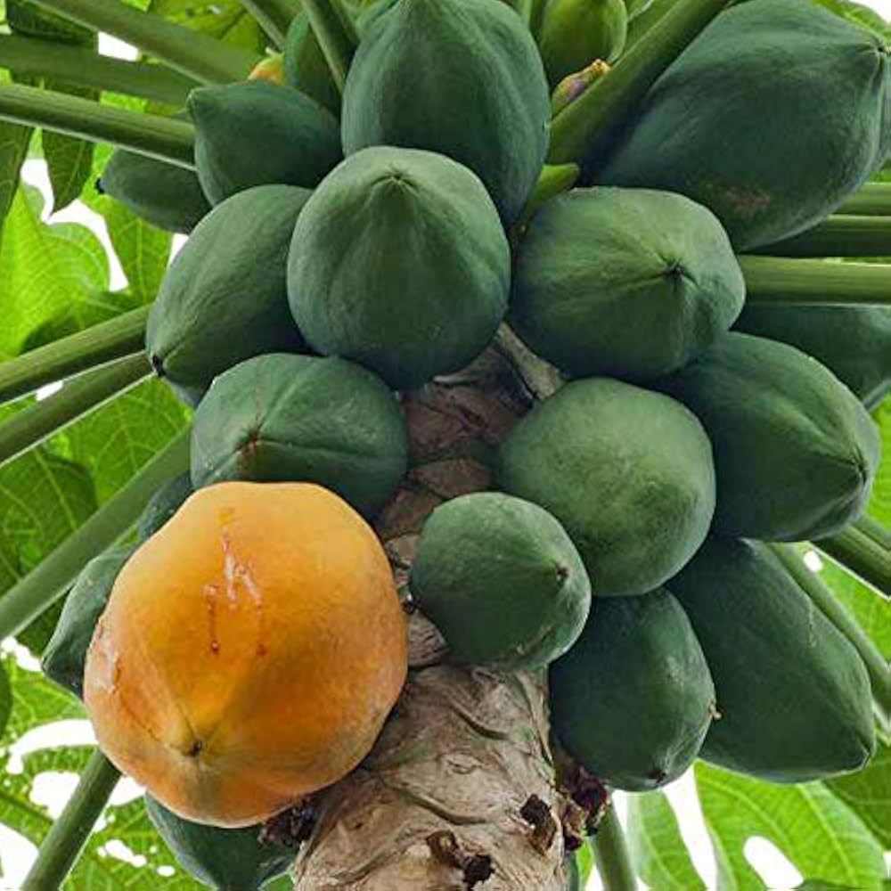 Young Papaya seedling growing from the seed, showing new leaves for home garden.