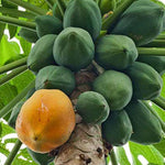 Young Papaya seedling growing from the seed, showing new leaves for home garden.