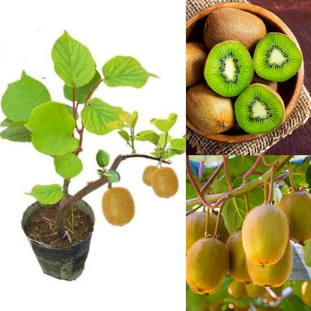 Alt Text: Close up of a small Actinidia seedling with its first true leaves emerging from potting soil