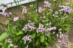 close-up of purple statice flower texture for dried floral crafts

