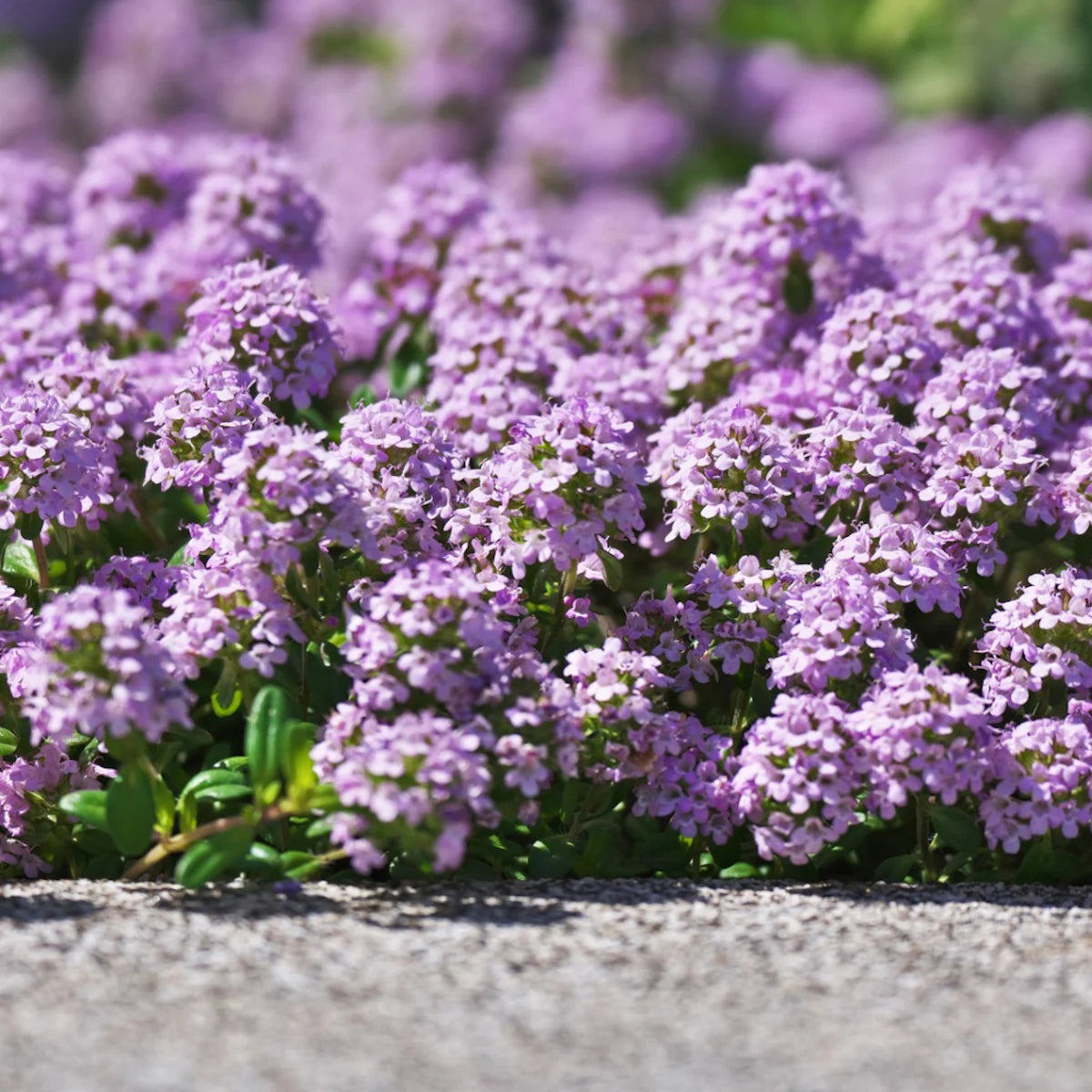 Creeping Mother of Thyme Seeds Seeds Groundcover Herb