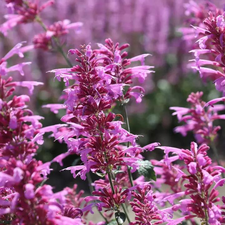 Agastache Cana Flower Seeds for Planting - NON GMO Seeds Dhara Seeds