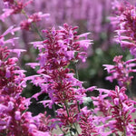Agastache Cana Flower Seeds for Planting - NON GMO Seeds Dhara Seeds