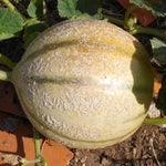 Charentais Melon vine being grown vertically on a trellis to save garden space