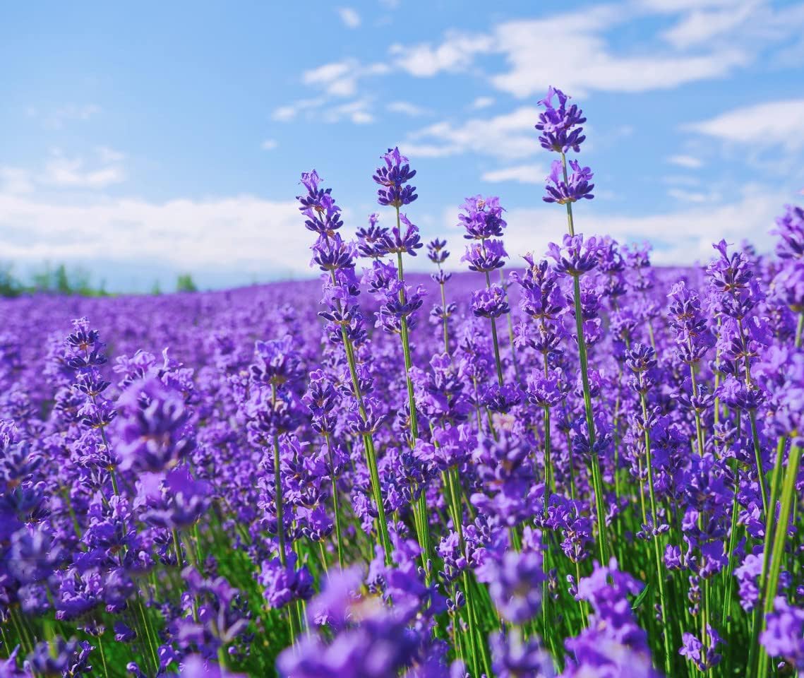 Instructions showing the cold stratification method for starting Lavender seeds.