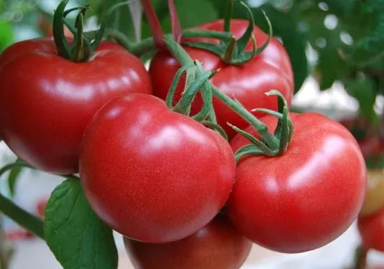 Grows Vigorously Indeterminate Tomato – Heirloom, Non-GMO, High Germination Organic Garden Seeds