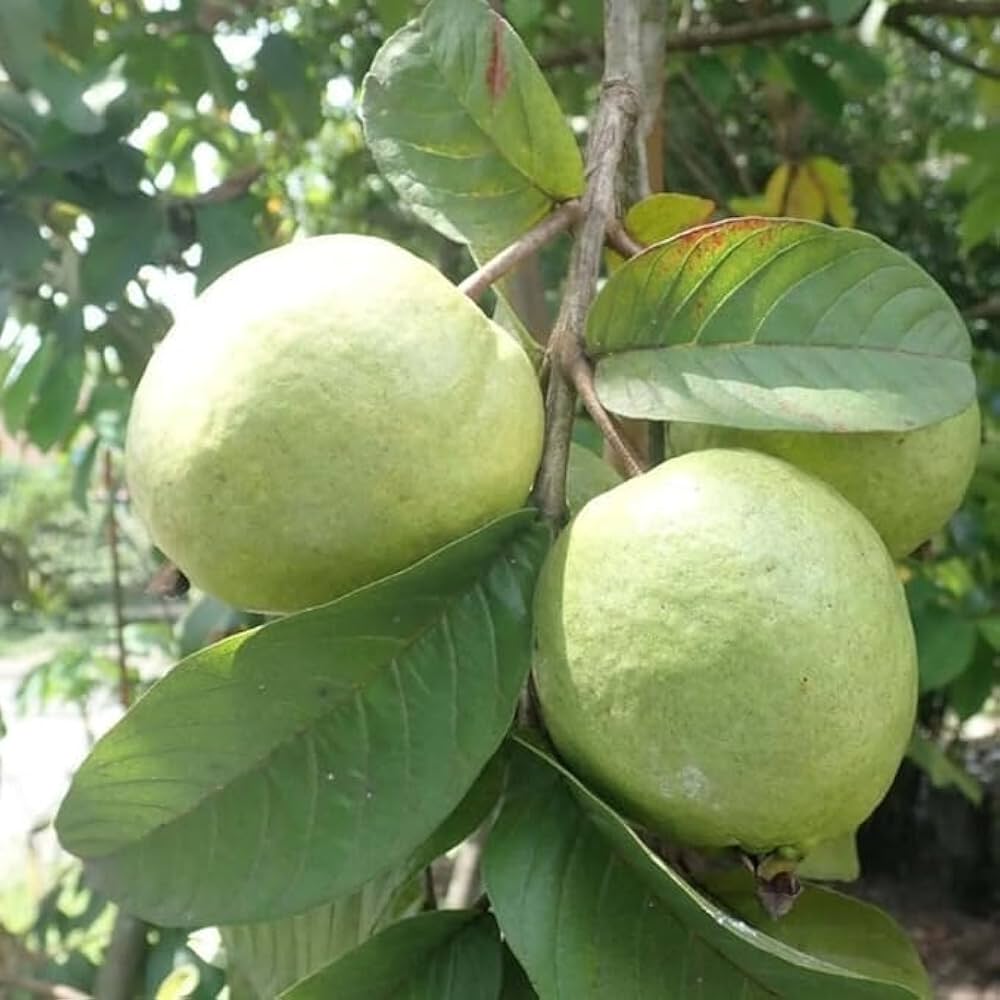 Ripe Guava fruit hanging on the Psidium guajava branch backyard orchard