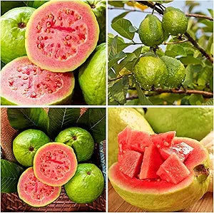 Guava fruit seeds packet Non-GMO for planting in tropical garden