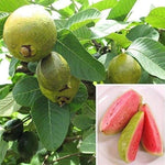 Small Guava seedlings growing in warm, moist soil tropical seeds