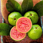 Guava perennial tree with attractive peeling bark and lush green leaves