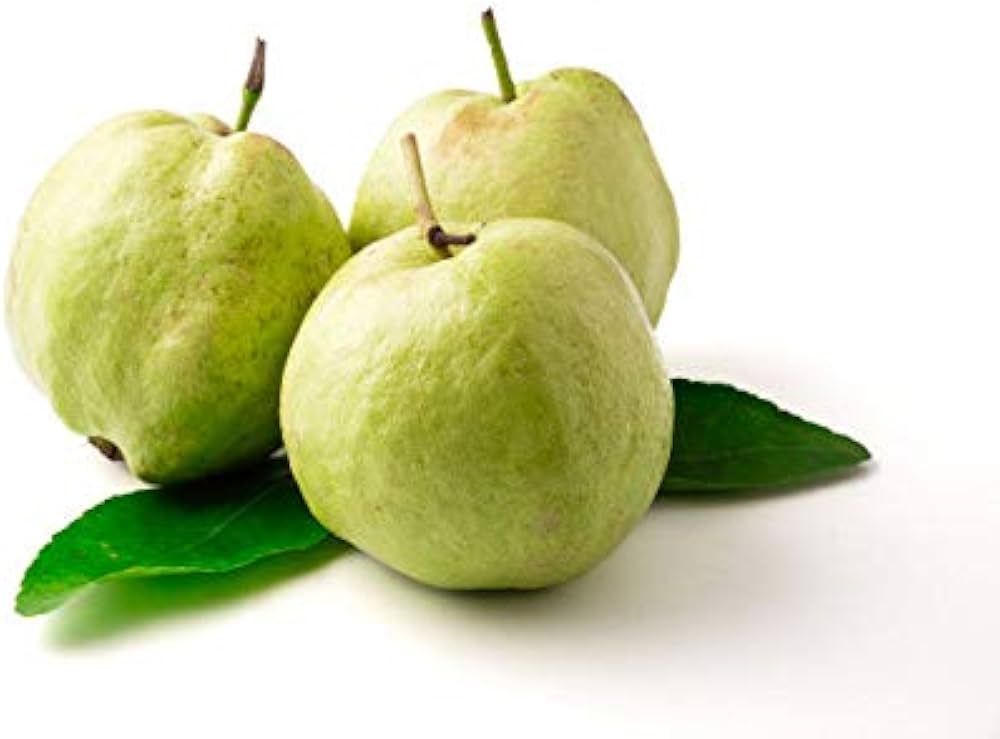 Perennial Guava tree with glossy leaves and peeling bark in a garden