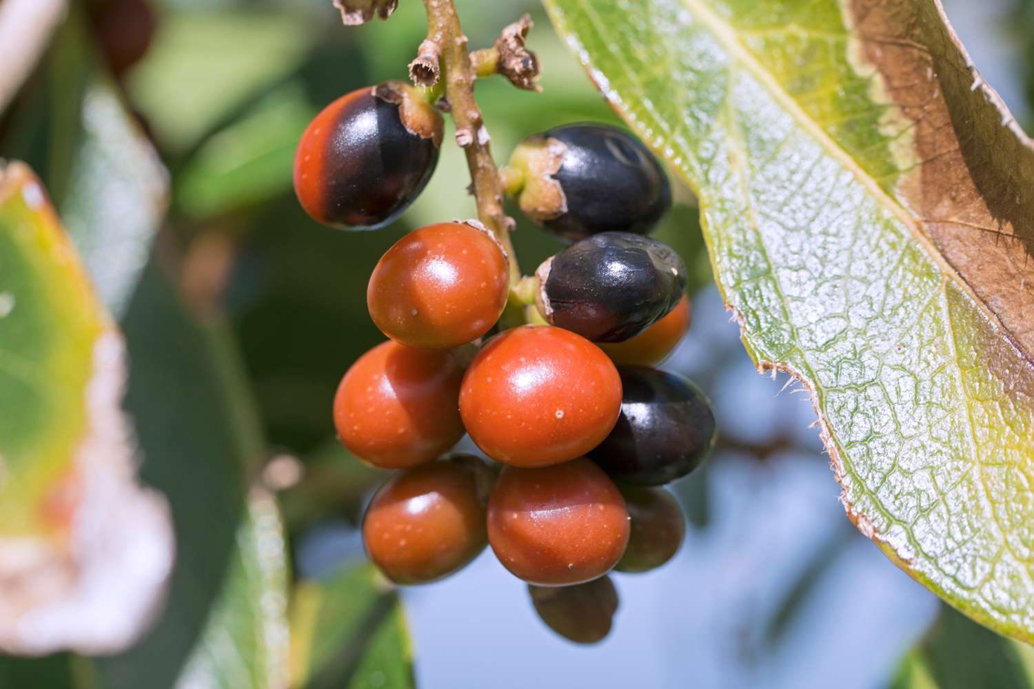 Guavaberry (Myrciaria floribunda)